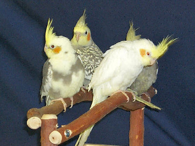 Cockatiels - Bird Care and Bird Information on the Cockatiel
