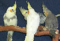 Click to learn about Cockatiels