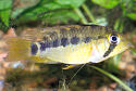 Click for more info on Cockatoo Cichlid