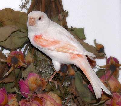 Color Bred Canary - Canary Bird Care and Bird Information for all types of Canaries