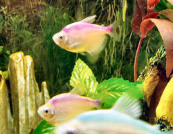 Artificially dyed Colored Skirt Tetras