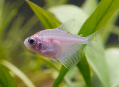 Ruby Tetra – Detailed Guide: Care, Diet, and Breeding - Shrimp and Snail  Breeder