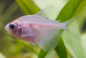 Click for more info on Colored Skirt Tetra