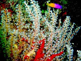 Colorful Sea Rod Diodogorgia Nodulifera