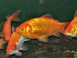 Goldfish, Carassius gibelio
