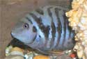 Click for more info on Convict Cichlid