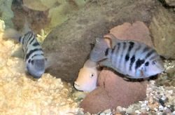Pink Convict Cichlid, White Convict Cichlid behind the rock