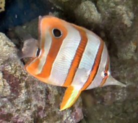 Copperband Butterflyfish or Beaked Coralfish