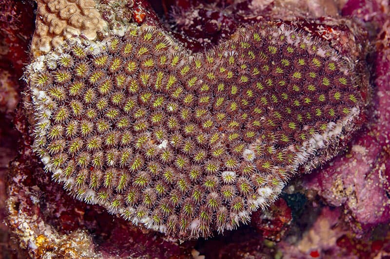 Coral (Galaxea fascicularis)