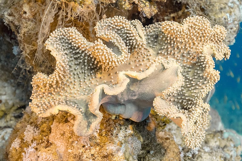 Coral (Sarcophyton glaucum)
