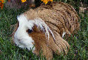 Click for more info on Coronet Guinea Pig