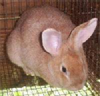 Picture of a Creme D'Argent Rabbit (female)
