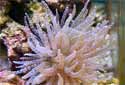 Click for more info on Curlique Anemone