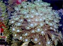 Click for more info on Branching Flowerpot Coral