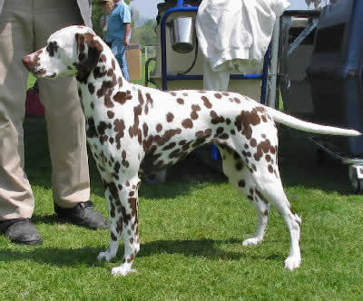 Dalmatian Picture, also called Firehouse Dog, Spotted Coach Dog, Carriage Dog, and Dalmatiner
