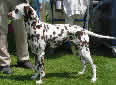 Click for more info on Dalmatian