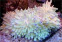 Click for more info on Delicate Sea Anemone
