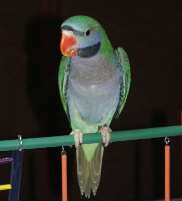 Picture of a Derbyan Parakeet