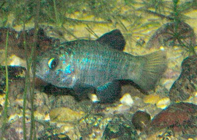Desert Pupfish, Cyprinodon macularius