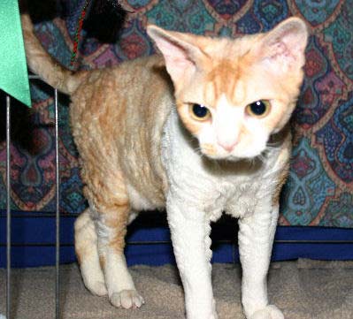 Devon Rex, nicknamed the Pixie Cat and Alien Cat