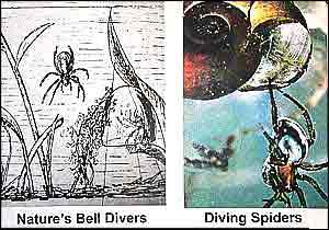 Diving Bell Spider, Argyroneta aquatica