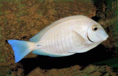 Doctorfish  Mexican Fish.com