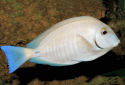 Click for more info on Doctorfish