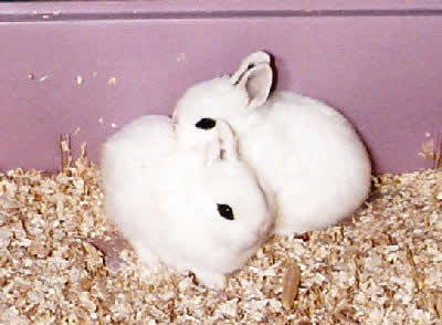 Dwarf Hotot Rabbits