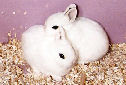 Click for more info on Dwarf Hotot Rabbit