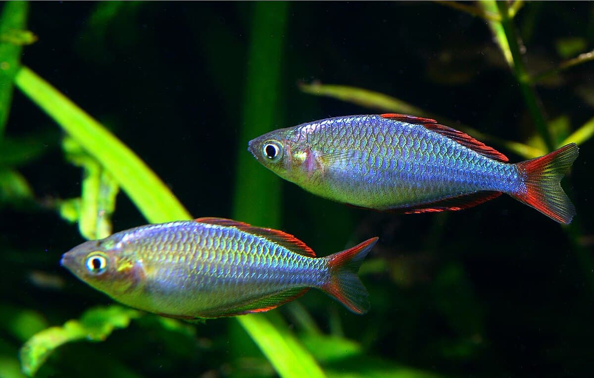 Dwarf Neon Rainbowfish
