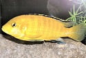 Click for more info on Electric Yellow Cichlid