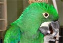 Click for info on the Emerald Macaws