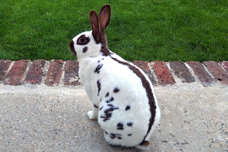English spot rabbit sitting in the yard