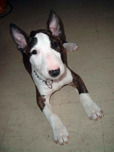 Bull Terrier Picture, also called English Bull Terrier, Miniature Bull Terrier, Varkhond and Pig Dog