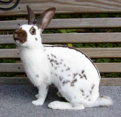 Chocolate English Spot Rabbit
