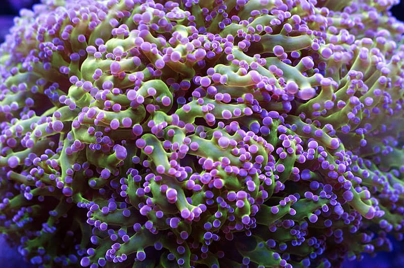Euphyllia divisa or frogspawn coral