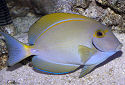 Click for more info on Eyestripe Surgeonfish