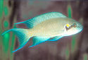 Click for more info on Fairy Cichlid
