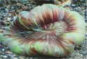 Click for more info on Fancy Doughnut Coral