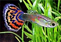 Click for more info on Fancy Guppies