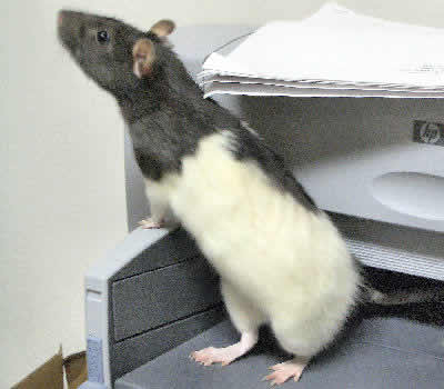 Picture of a Black-Hooded Fancy Rat