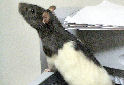 Click to learn about Pet Rats