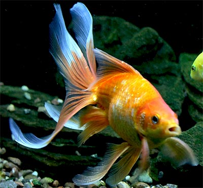 Fantail Goldfish, Fancy Goldfish, Show Goldfish