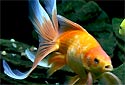 Click for more info on Fantail Goldfish