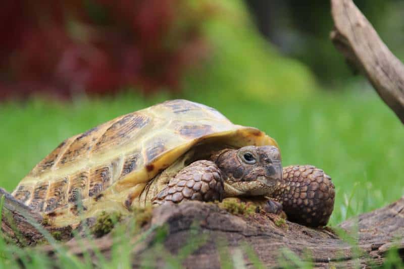 Female Russian tortoise on a piece of wood