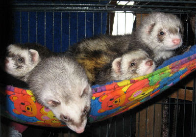 Picture of a variety of Ferrets