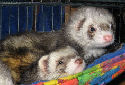 Click to learn about Ferrets
