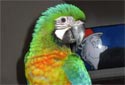 See the full sized Photo of Milifons Macaw