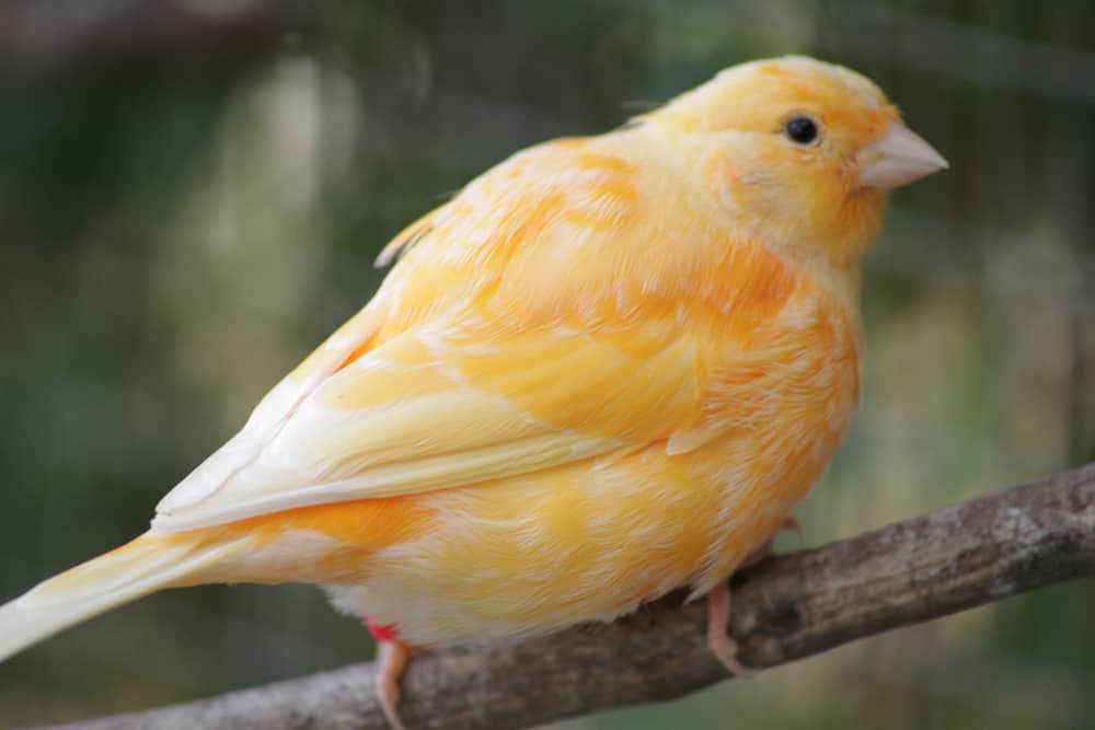 Fife Canary Bird
