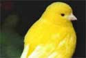 Click for more info on Fife Fancy Canary
